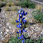 Big Bend bluebonnet