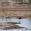 Black-winged Stilt; Cigüeñuela