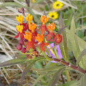 Shrub Verbena