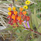 Shrub Verbena