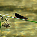 Copper Demoiselle