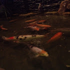 Koi fish