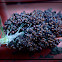 sorghum