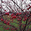 Red Chokeberry