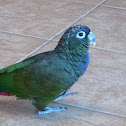 Maximillian's Pionus