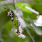 Golden Silk Spider (Banana Spider)