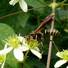Northern Paper Wasp