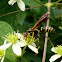 Northern Paper Wasp