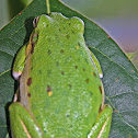 Green Treefrog