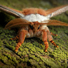 Emperor Gum Moth