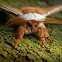 Emperor Gum Moth