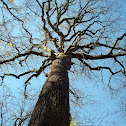 Yellow Poplar