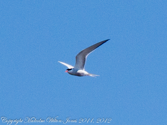 Spotting Image 1