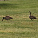 Canada geese