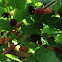 Mulberry