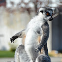 Lemur