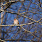 Chaffinch