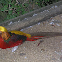 Faisán Dorado (male)