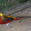 Faisán Dorado (male)