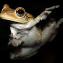 Cuban Tree Frog