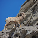 Bighorn Sheep