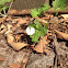 Small White