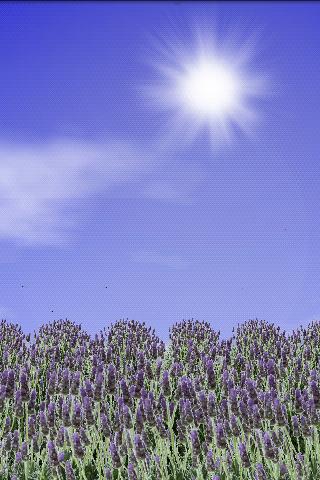 Lavender Field Live Wallpaper