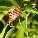 Case Moth (casing)