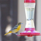 Baltimore Oriole