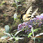 Tiger Swallowtail