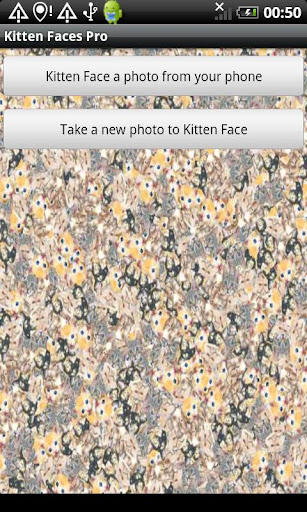 Kitten Faces Pro