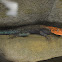 Red-headed Rock Agama