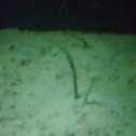 Spotted garden-eel