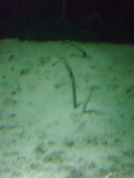 Spotting Image 1