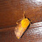 Moth