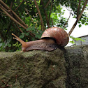 Snail