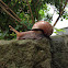 Snail