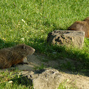 Groundhog