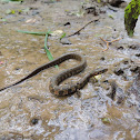 Blotched water snake