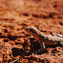 Madagascan collared iguana