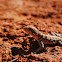 Madagascan collared iguana