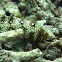 Snowflake moray