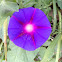 Morning Glory