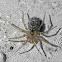 Wall Spider