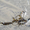 Giant Kelp