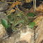 Szechwan Pitviper
