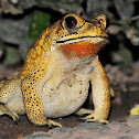 Common Asian Toad