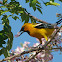Streak-backed Oriole