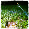 Philippine Toad