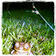 Philippine Toad
